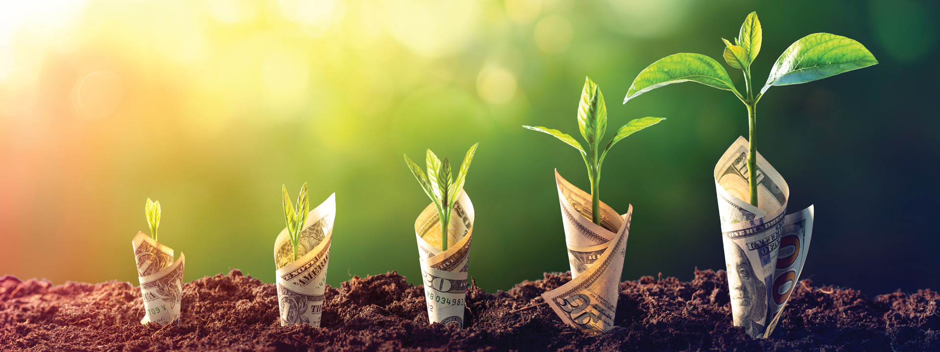 Plants of varying sizes planted in the ground, wrapped in bills